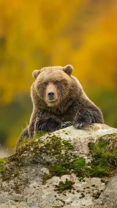 Black bear brown bear who is more ferocious