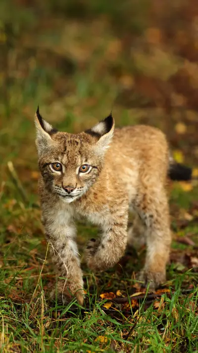 The most beautiful animal in the world 59 - Screenshot 1