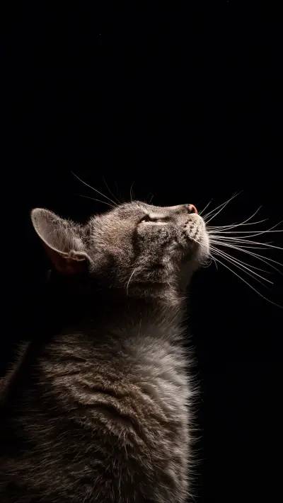 Can cats see at night 18 WALLPAPER for Xiaomi MIUI HyperOS