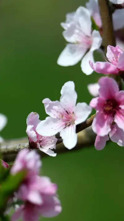 Pride and romance in april