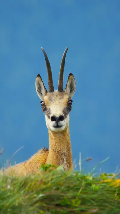 The Animal World-PAIXIN