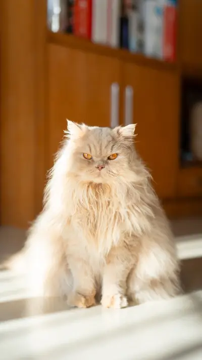A yellow British longhair cat sits in front