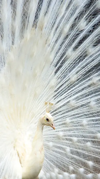 peacock_0010_peacock_0004_图层 11 - Screenshot 1