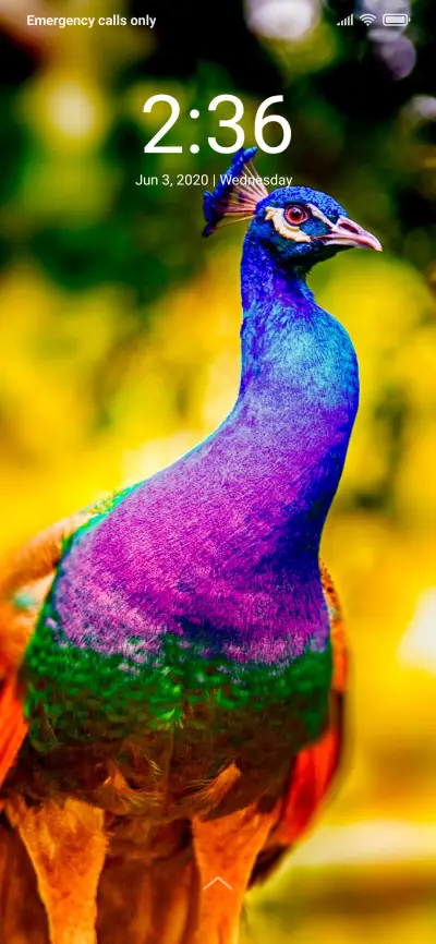 Peacock_DWM2 - Screenshot 1