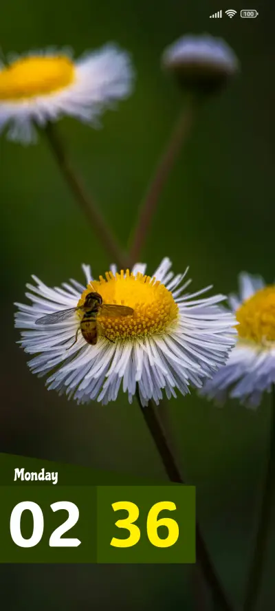 Bee Daisy