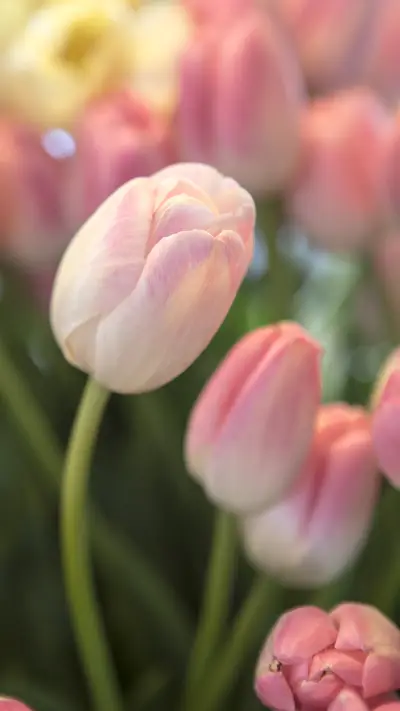 India-tulip - Screenshot 1