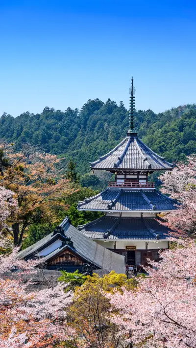 Spring cherry blossom-01