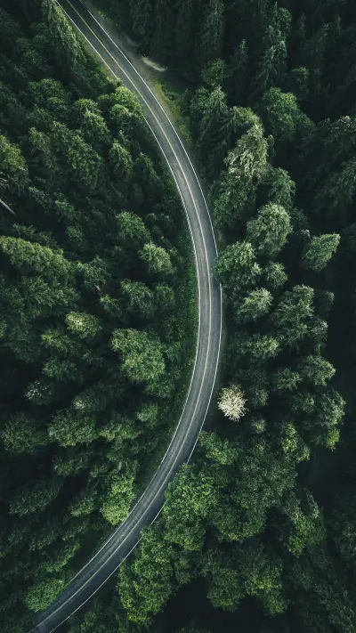 Mercedes Benz in the most beautiful Forrest Highway 6