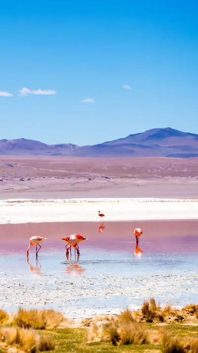 Beautiful Flamingo-02