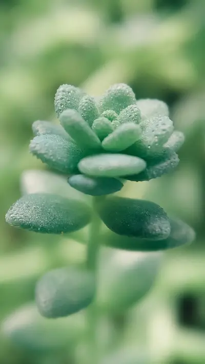 Succulent plants have many benefits 30