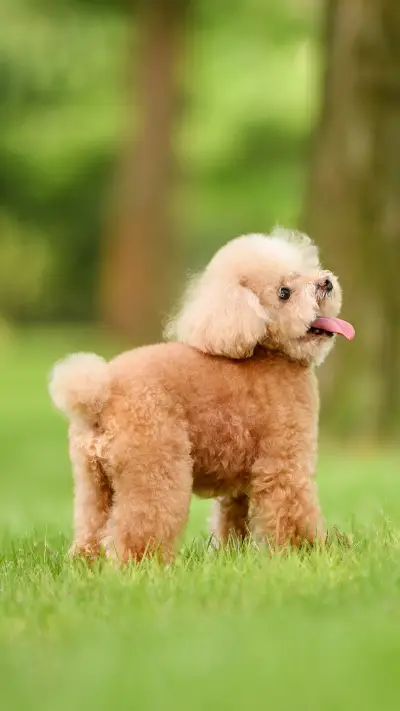 Do you want to keep a bear or a teddy