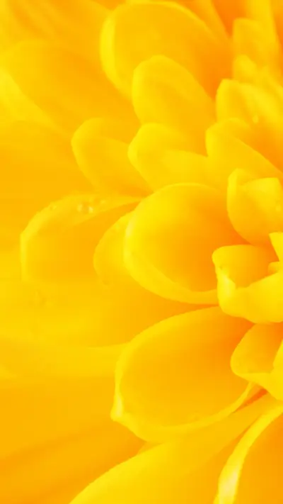 Macro flowers