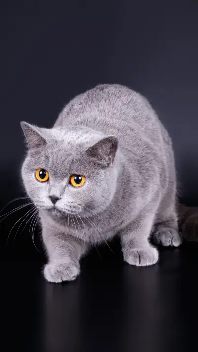 Why many people like English Short Blue Cat 4