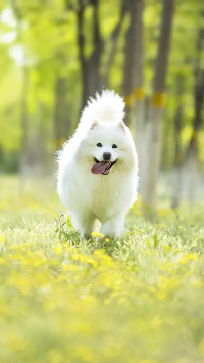 Dog Mint in dogs eyes 65