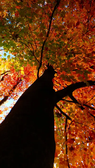 Autumn Scenery On Earth