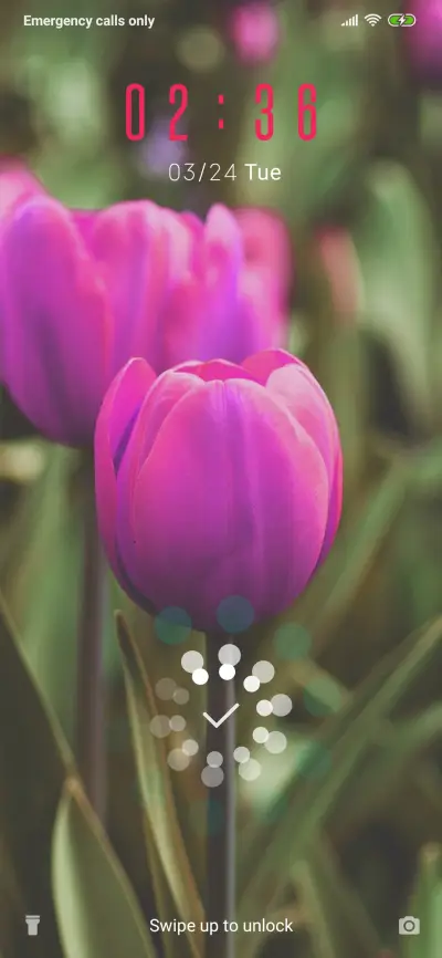 Tulips_3MDP
