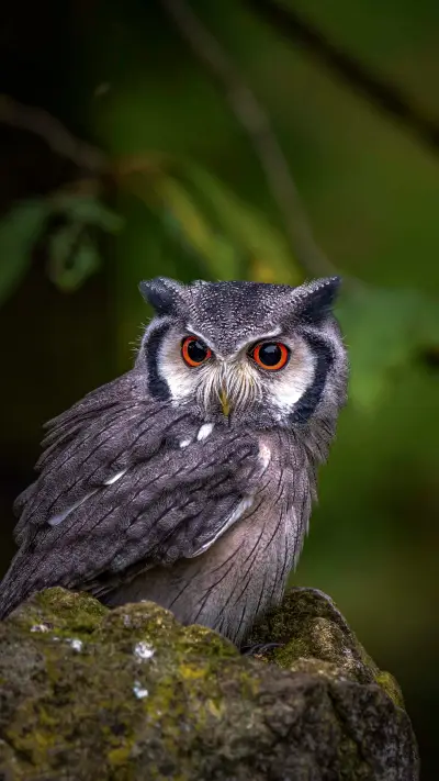 Can owls eyes rotate freely - Screenshot 1