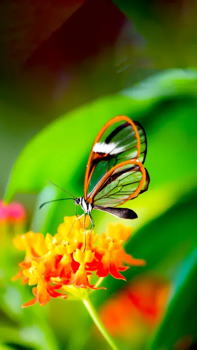 The Beauty of Nature