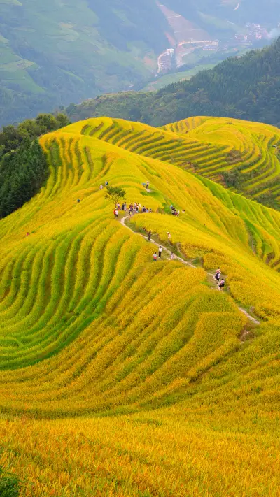 Green Terraced Fields