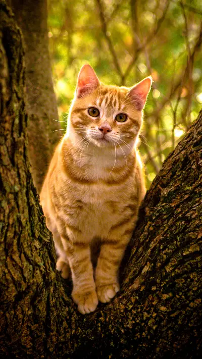 Meow Star Human Cold Knowledge 8 - Screenshot 1