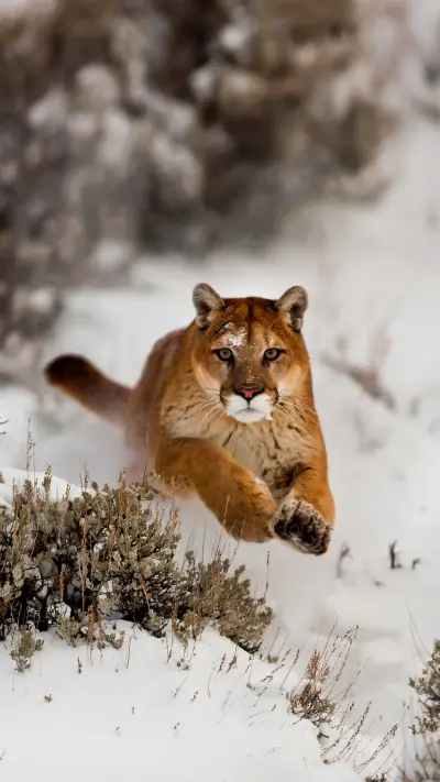 The identity mystery of the puma 21 - Screenshot 1