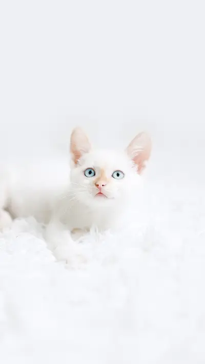 Small Red Point Kitten with Blue Eyes