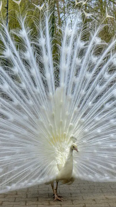 112456_1440x2560.jpg - Screenshot 1