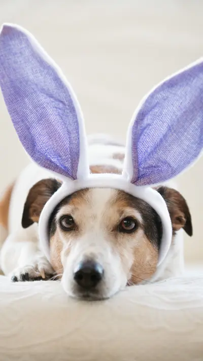 Which are the most common causes of heart disease in dogs 48 - Screenshot 1