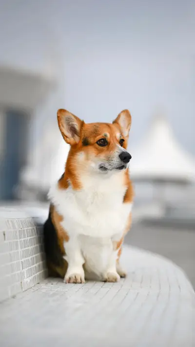 Small Dog Corgi Sitting on Sofa