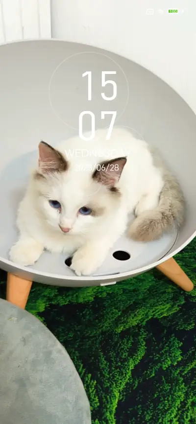 Lazy Cat - Screenshot 1