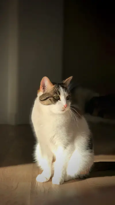 The little kitten under the sunshine - Screenshot 1