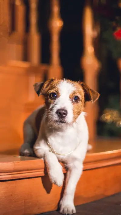 Dog Jack Russell Terrier. holiday - Screenshot 1