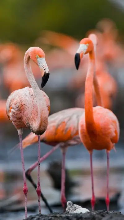 flamingo