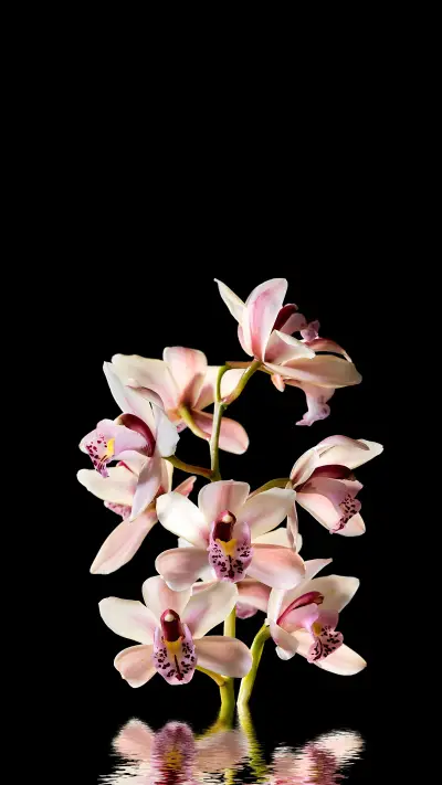 Techniques for selecting pots of phalaenopsis orchids
