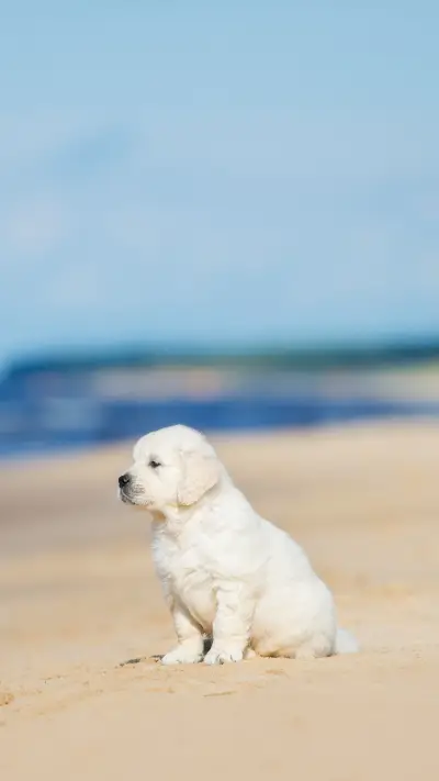 Golden retriever puppy sitting on the beach