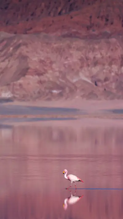 Pink Flamingo Reflection walking in the lake - Screenshot 1