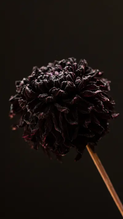 beautiful flower-003