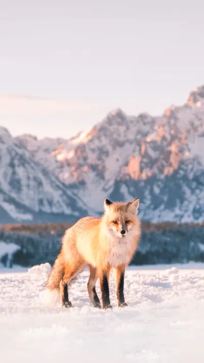 Jackson Hole Fox