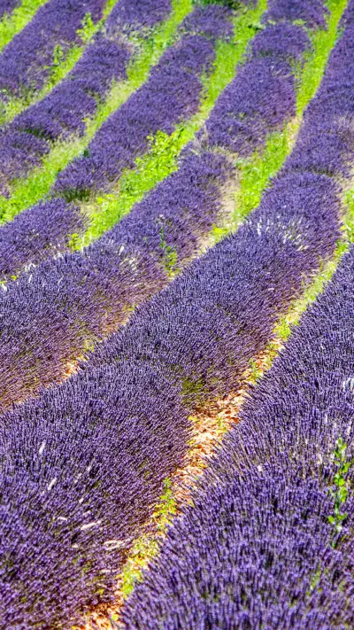lavender (6)
