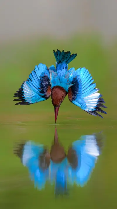 Such a beautiful bird 7