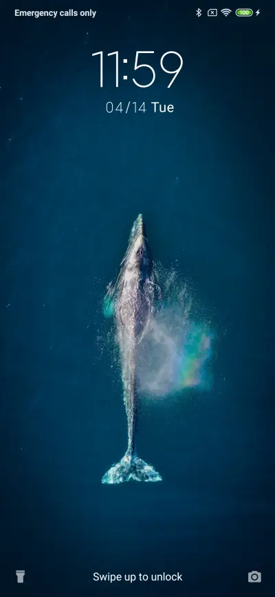 Whale_3MDS