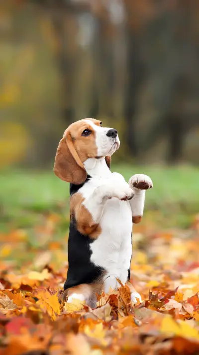 A Beagle Dog Playing in The Autumn Park