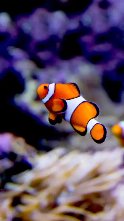 The Ocean of the Past