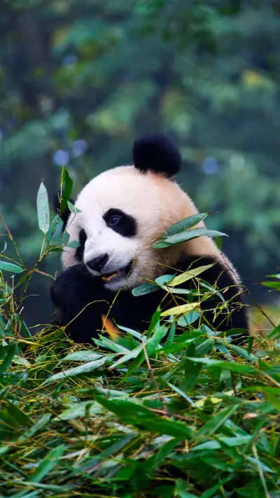 The most charming animal 38