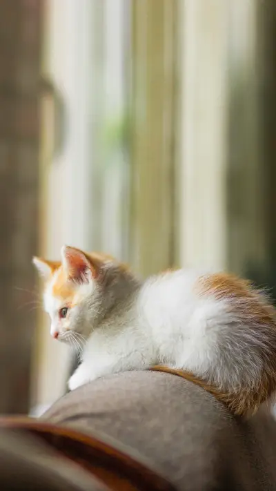 Ginger fluffy little kitten sitting on top of a sofa - Screenshot 1