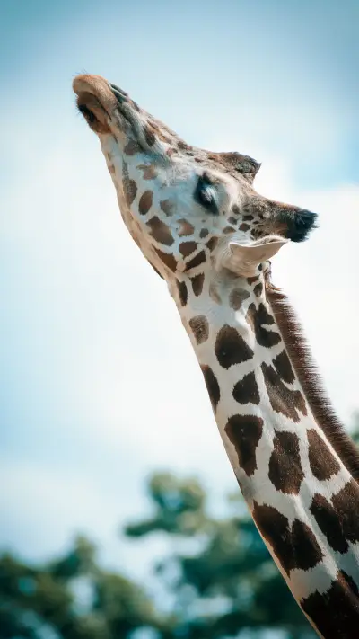 international_animal (1) - Screenshot 1