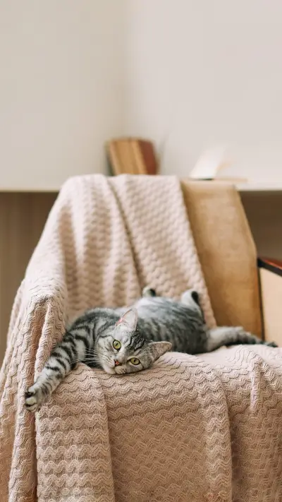 Cute kitten cat lying in the chair