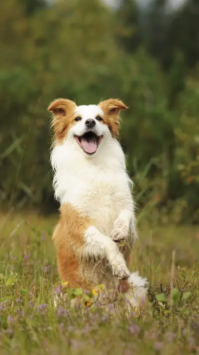 Cute Border Collie Dog