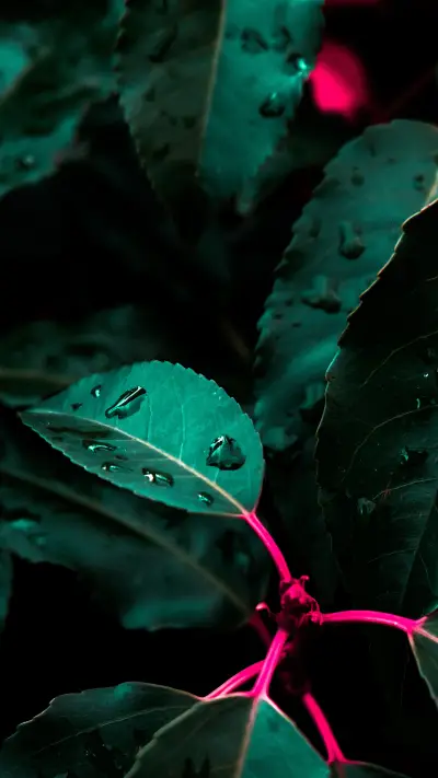 daily_plant (1) - Screenshot 1