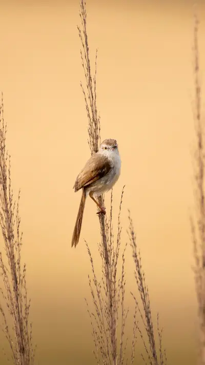 The Plain Prinia on Perch - Screenshot 1